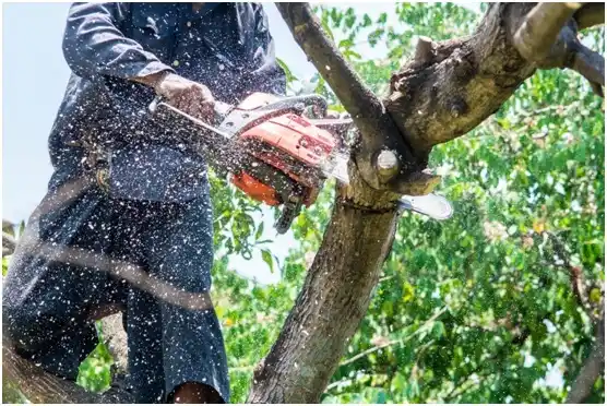 tree services Matoaca